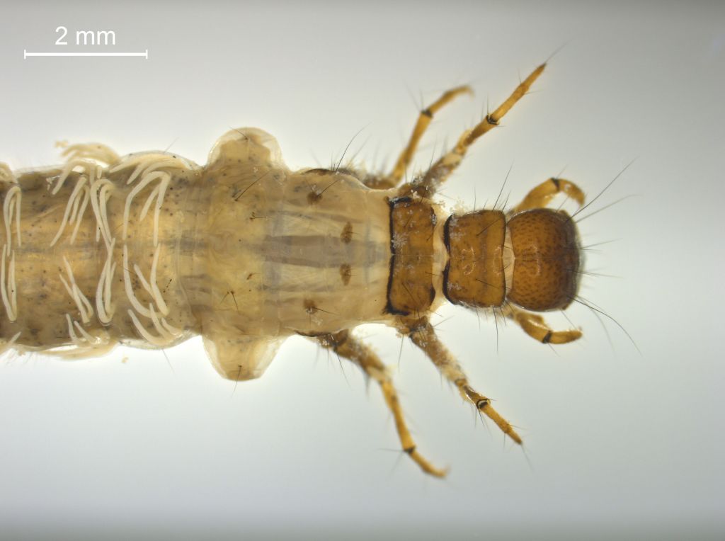 Grammotaulius nigropunctatus